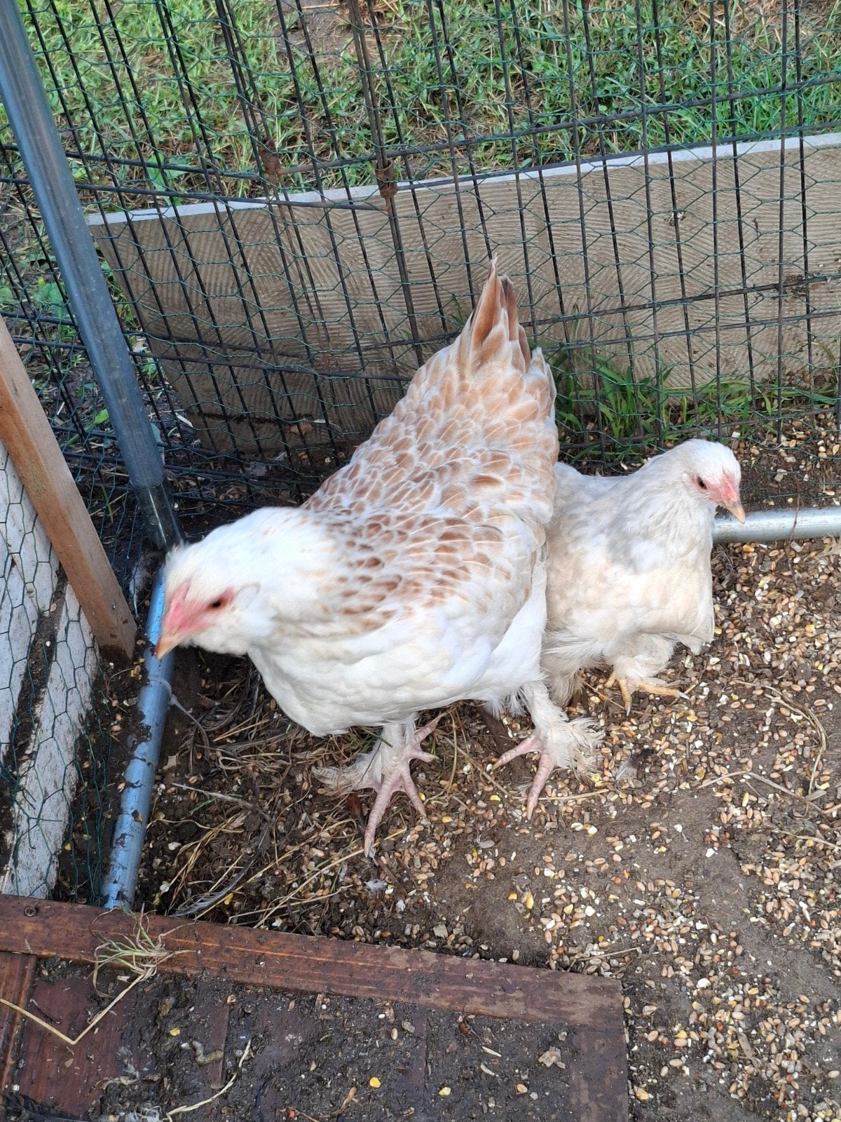2 hennen duitse faverolles, Animaux & Accessoires, Femelle, Poule ou poulet
