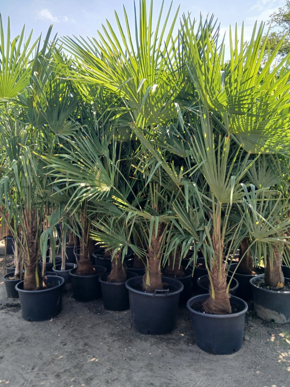 STOCKVERKOOP: wintervaste palmen, Tuin en Terras, Ophalen