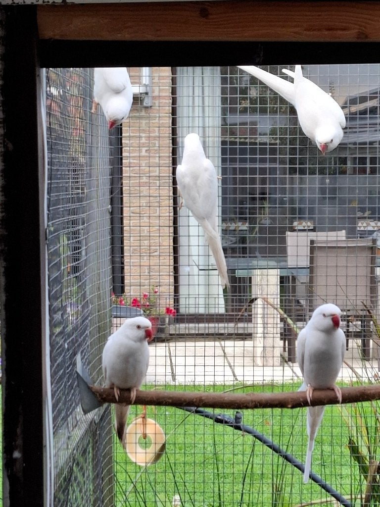 halsbandparkieten, Geslacht onbekend, Parkiet, Geringd