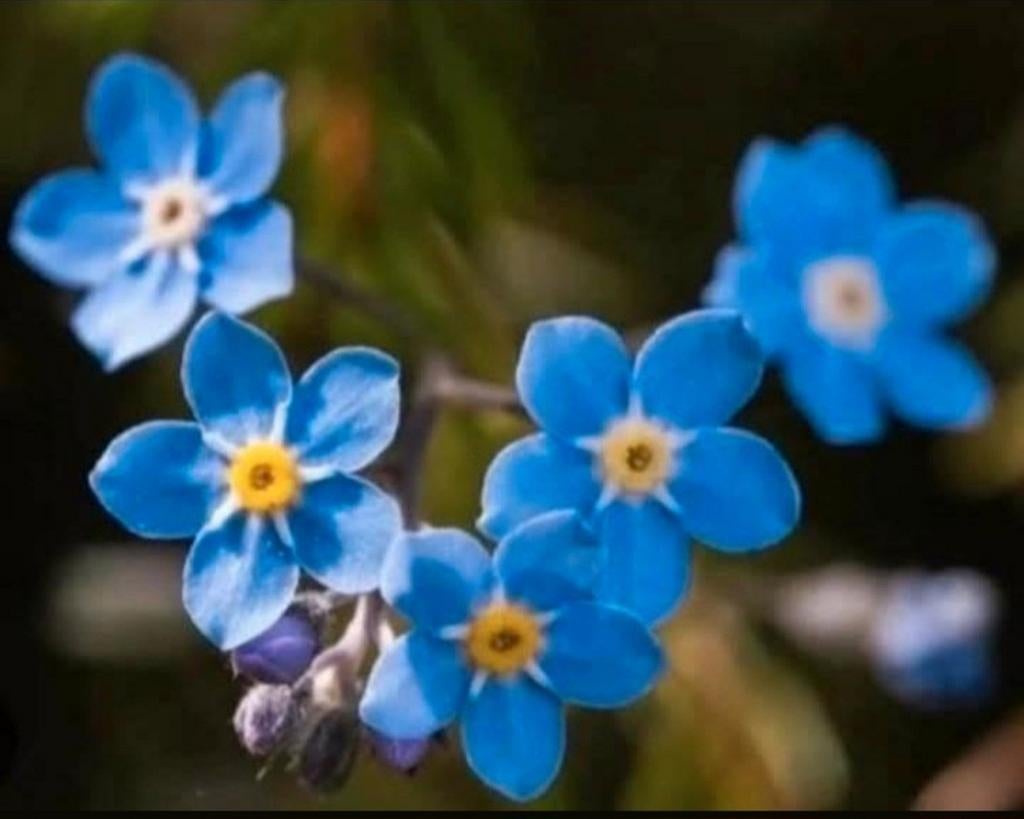 Myosotis fleurit 2 fois par an., Enlèvement