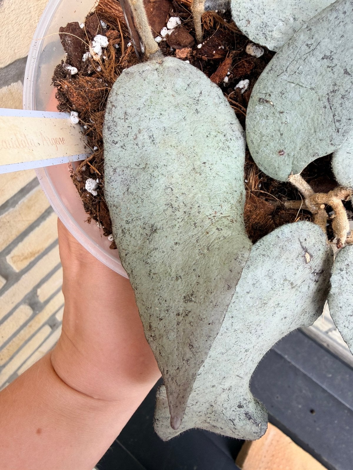 Hoya caudata argene, Huis en Inrichting, Ophalen of Verzenden