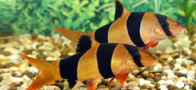Aquariumvissen, Dieren en Toebehoren, Zoetwatervis