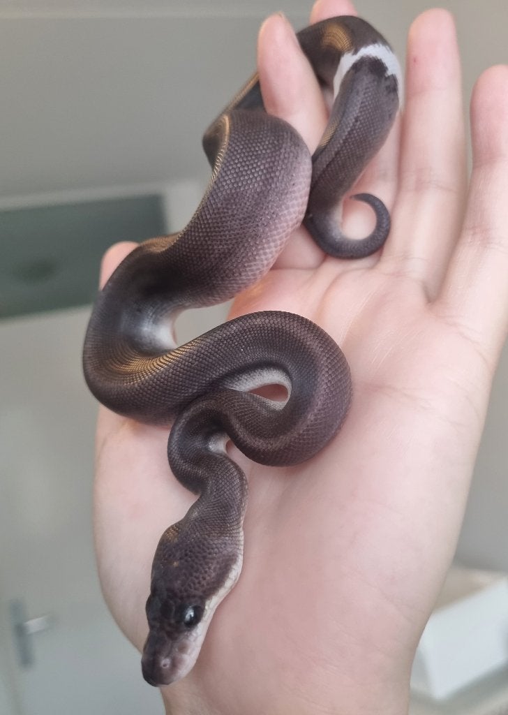 0.1 8 ball ( clown gravel spotnose ) koningspython Ball Python photo 3
