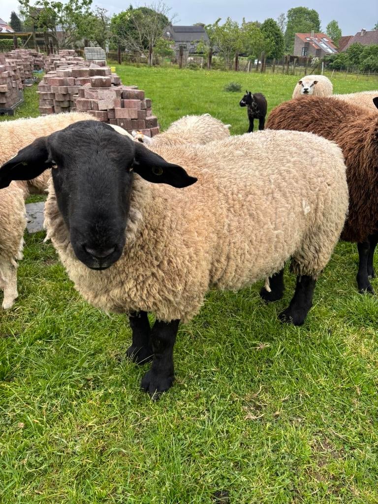 Zeer zware suffolk ram, Mâle, Mouton, 0 à 2 ans