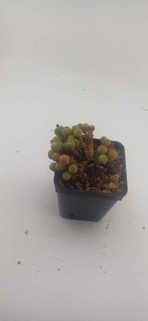 conophytum ssp, Huis en Inrichting, Kamerplanten, Vetplant, Ophalen of Verzenden, Minder dan 100 cm, Volle zon