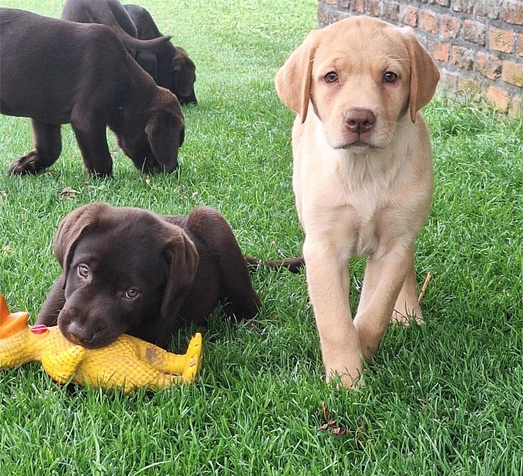 chiots labrador, Maladie de Carré (chiens), 8 à 15 semaines, Labrador retriever, Plusieurs