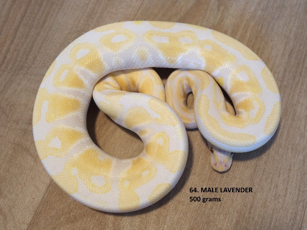 Koningspythons half en volwassen kweekdieren deel 3 Ball Python photo 16
