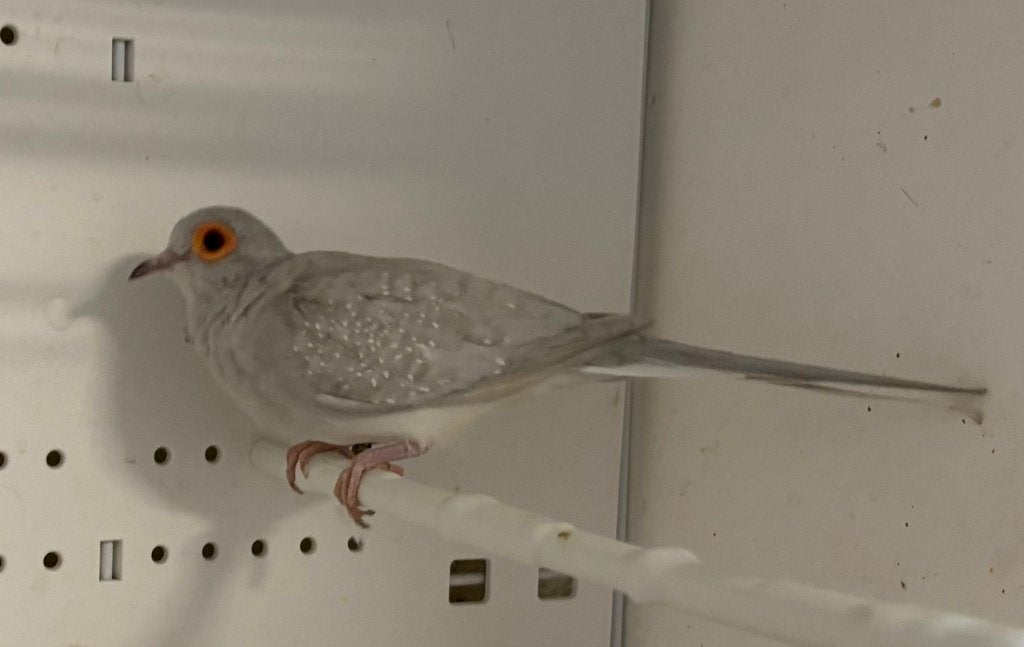 pastel gezoomd diamantduifjes, Plusieurs animaux, Oiseau tropical