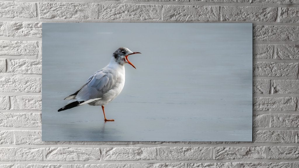Fotoprint - Meeuw op ijs, Ophalen, Print, Fotografie, Origineel