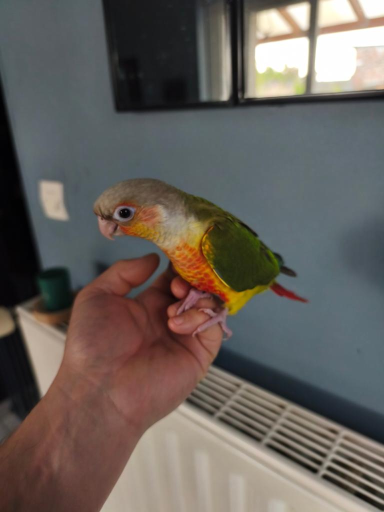 Conure molinae, Dieren en Toebehoren, Vogels | Toebehoren, Ophalen