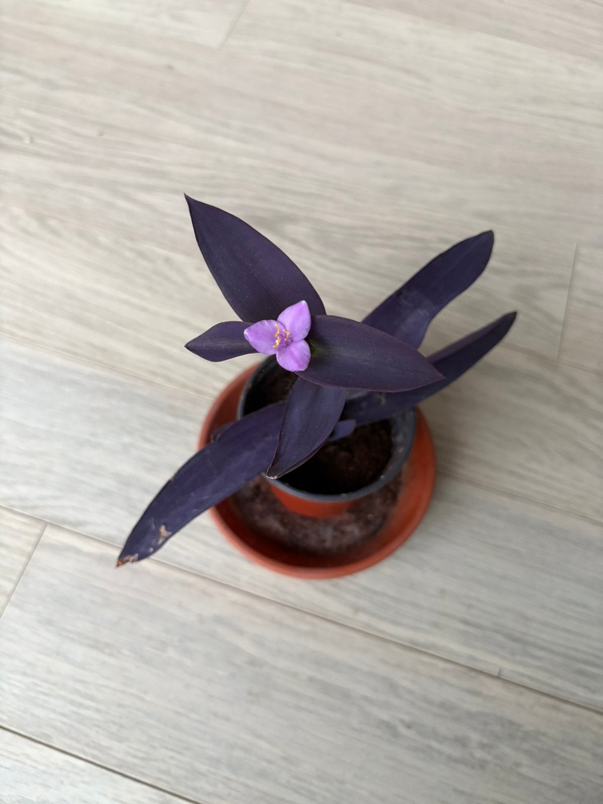 Tradescantia Pallida, Maison & Meubles, Autres espèces, En pot, Enlèvement ou Envoi, Plante à fleurs