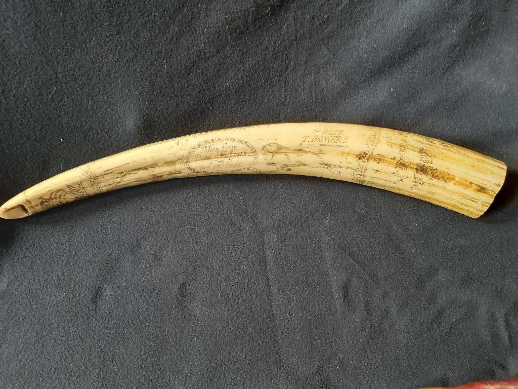 Scrimshaw 19ème ( Marine), Ophalen
