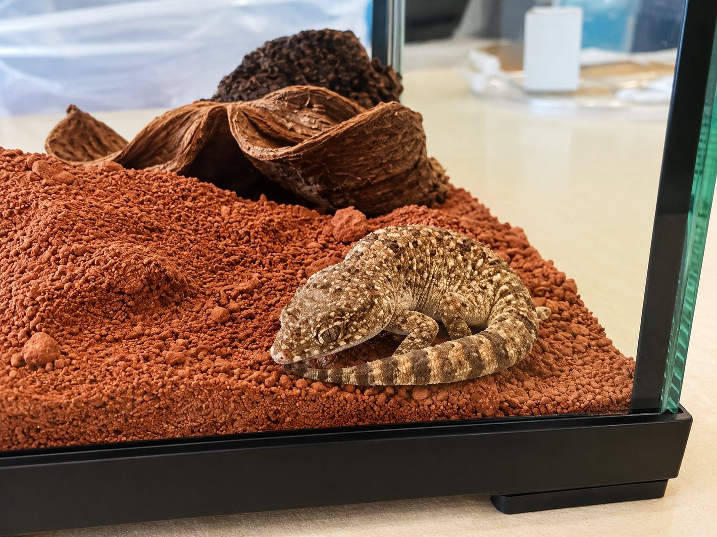 Stenodactylus pygmy (Dwergzandgekko) – met terrarium, Dieren en Toebehoren, Met terrarium, 0 tot 2 jaar