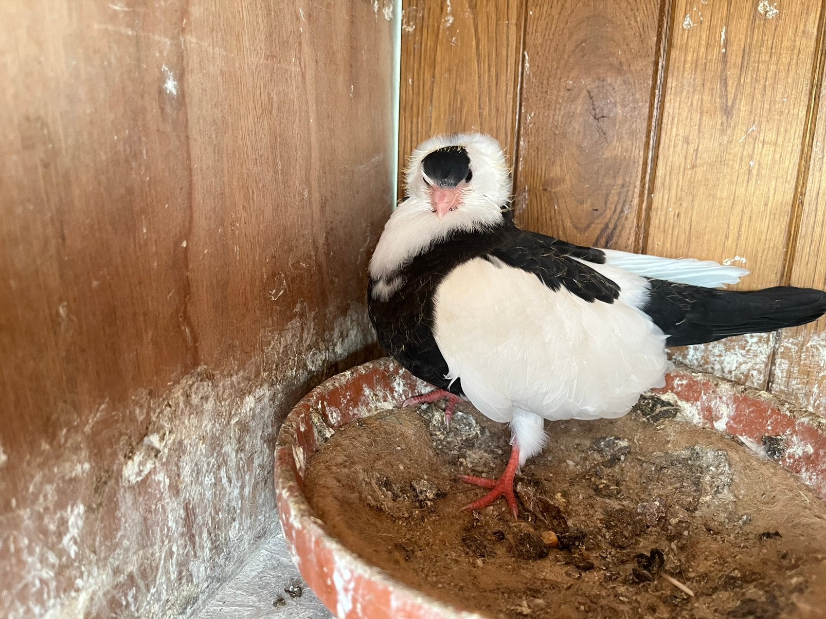 Felegyhazer, Dieren en Toebehoren, Vogels | Duiven, Vrouwelijk, Tuimelaar of Roller