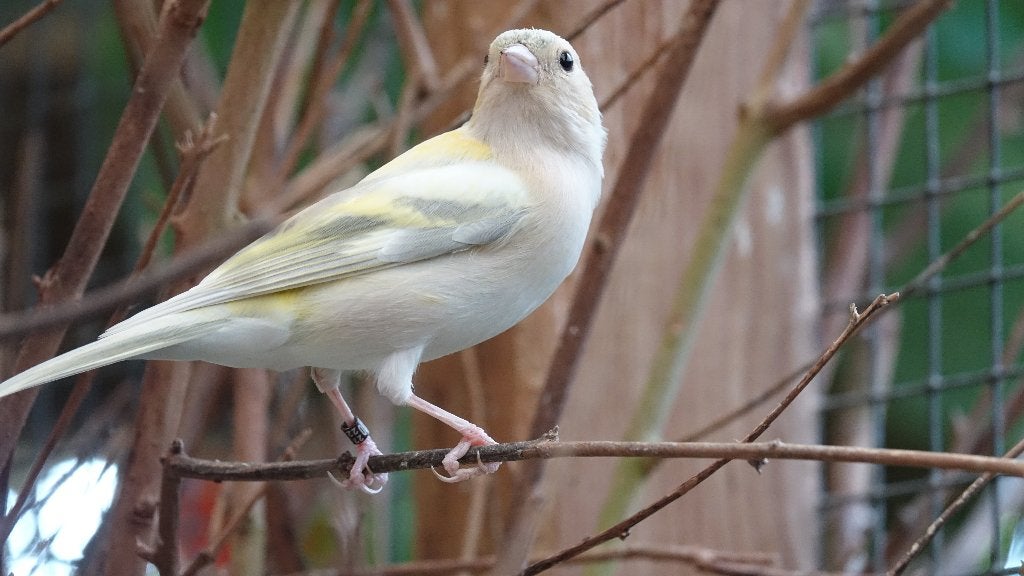 botvinken agaat split opaal, Dieren en Toebehoren, Vrouwelijk, Wildzangvogel, Geringd