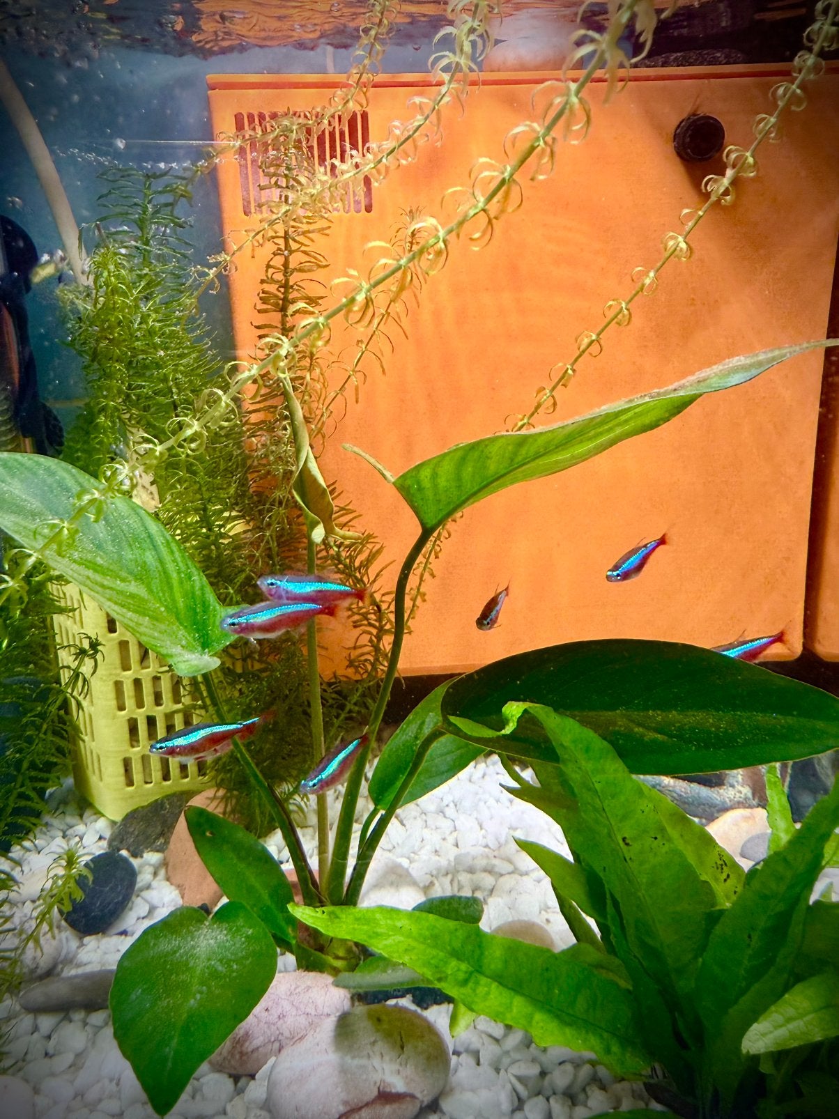 Aquarium+poissons+paque complet, Animaux & Accessoires