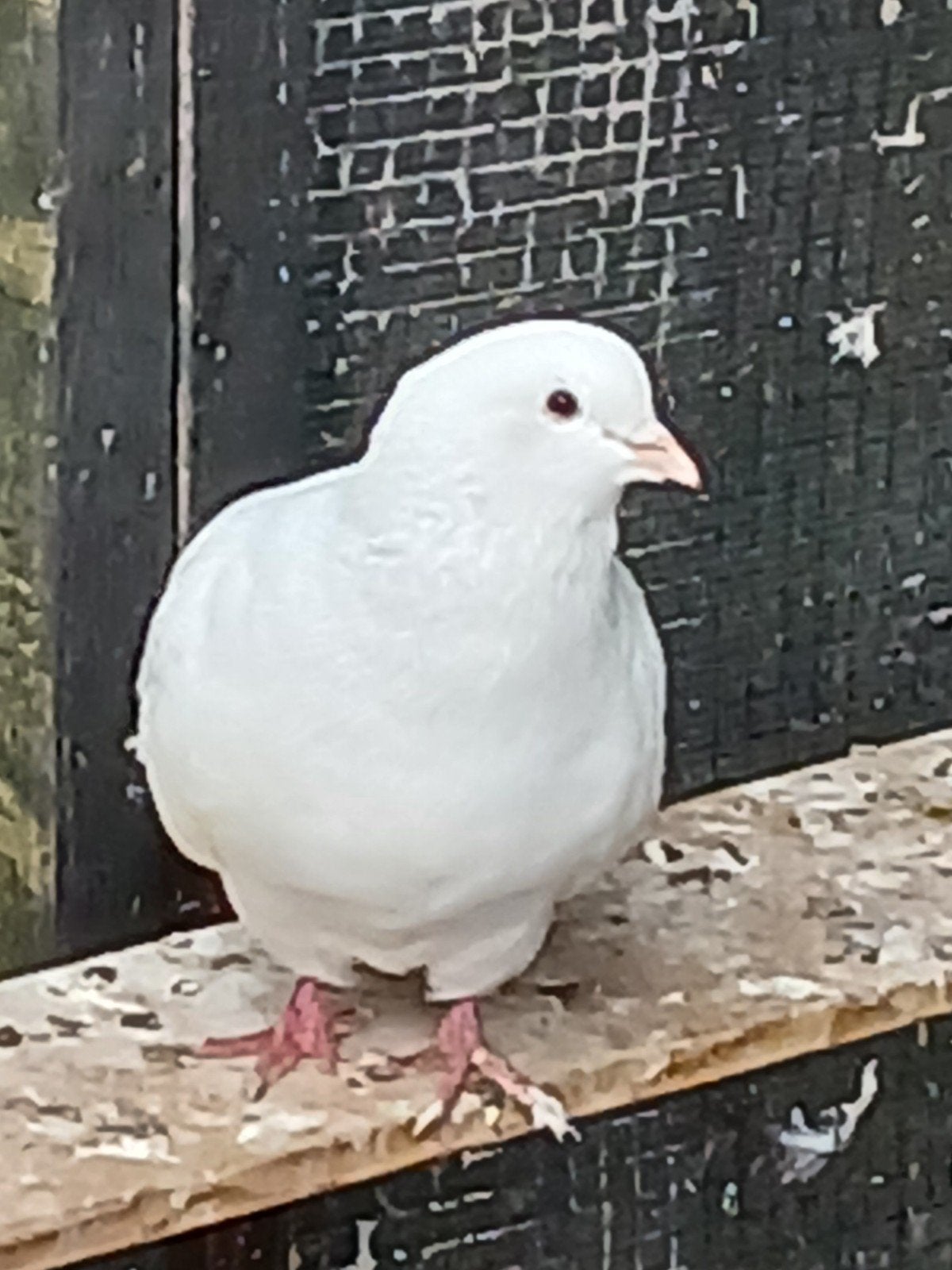 witte doffer, Dieren en Toebehoren