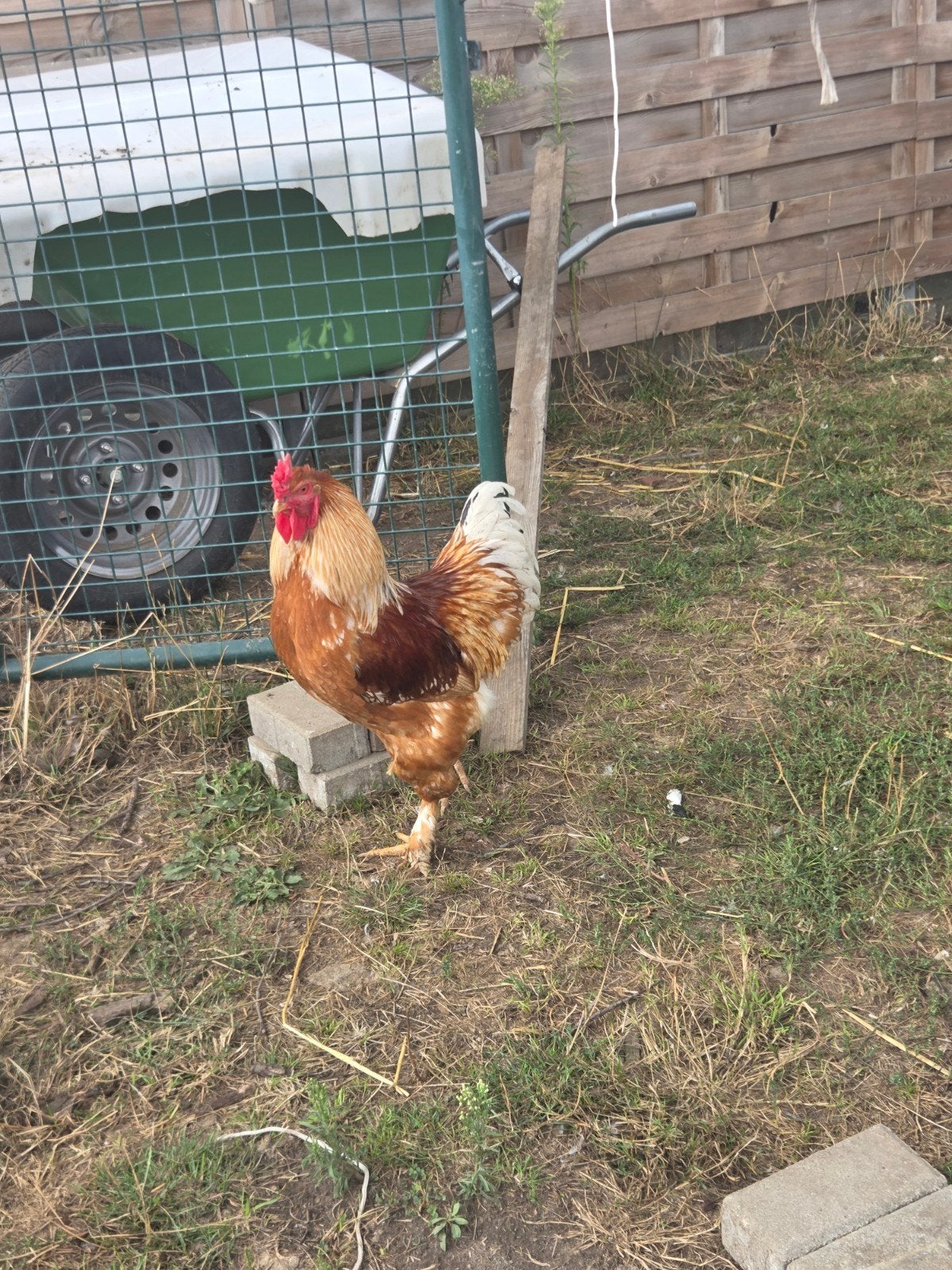 brahma haan, Dieren en Toebehoren, Pluimvee
