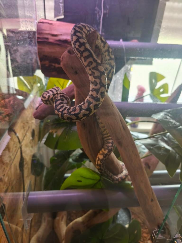 Morelia spilota cheynei+ terra, Animaux & Accessoires