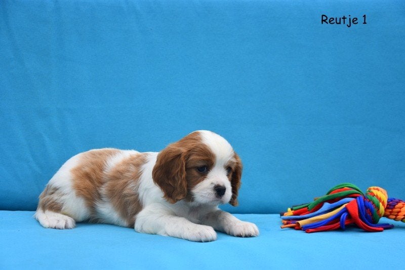 Prachtige Cavalier King Charles pupjes, Maladie de Carré (chiens), Plusieurs, Belgique, Plusieurs animaux