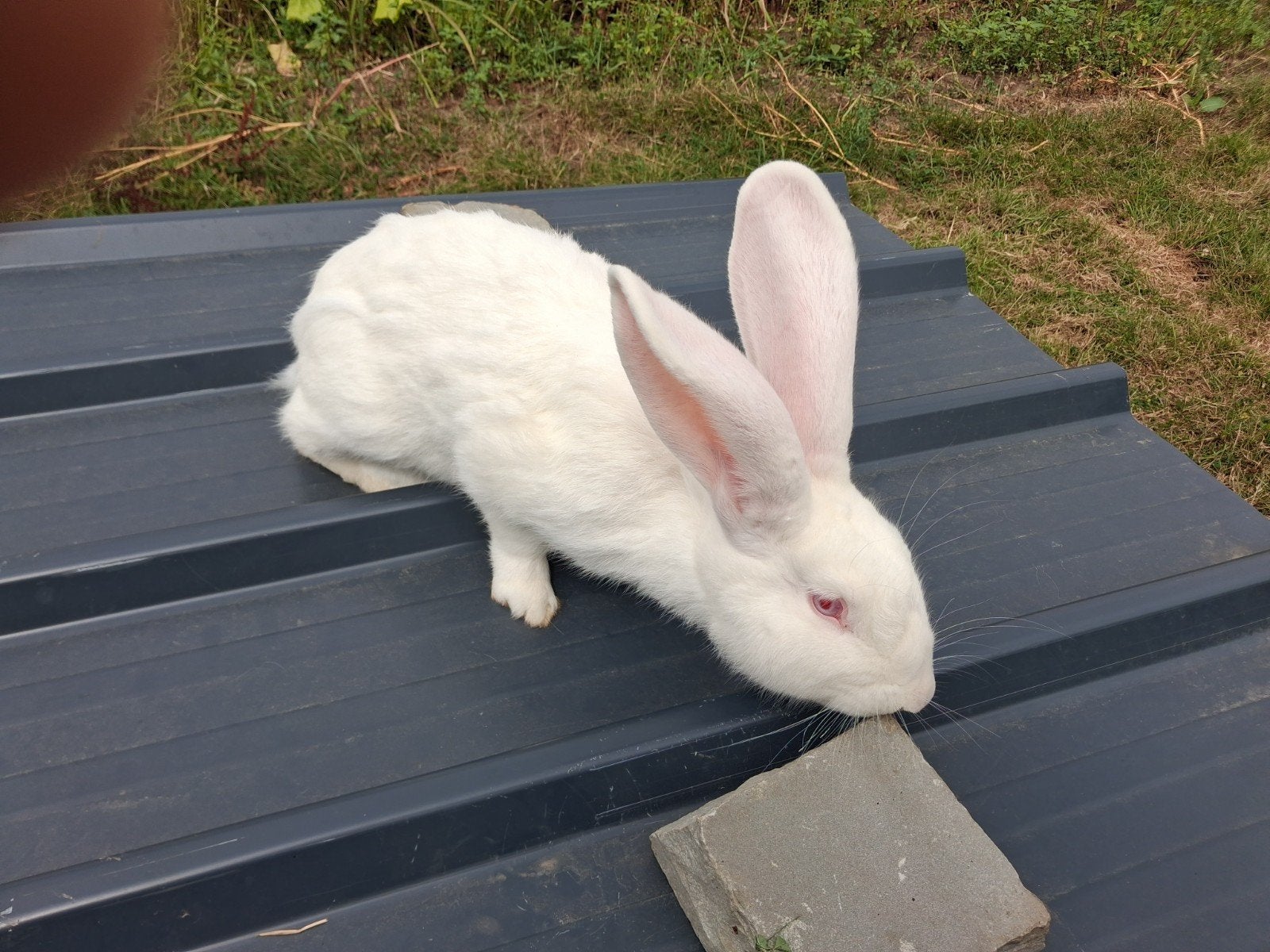 jonge ram, Dieren en Toebehoren, Konijnen