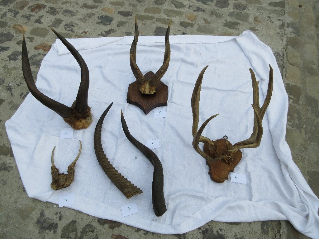 Trophée de chasse aux bois divers corne d'animal corne vache, Collections, Enlèvement