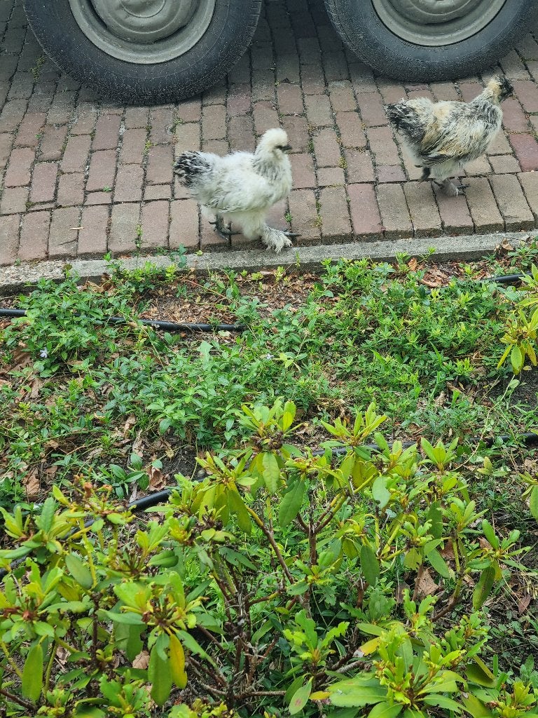 Zijdehoen kriel haantje, Dieren en Toebehoren, Mannelijk