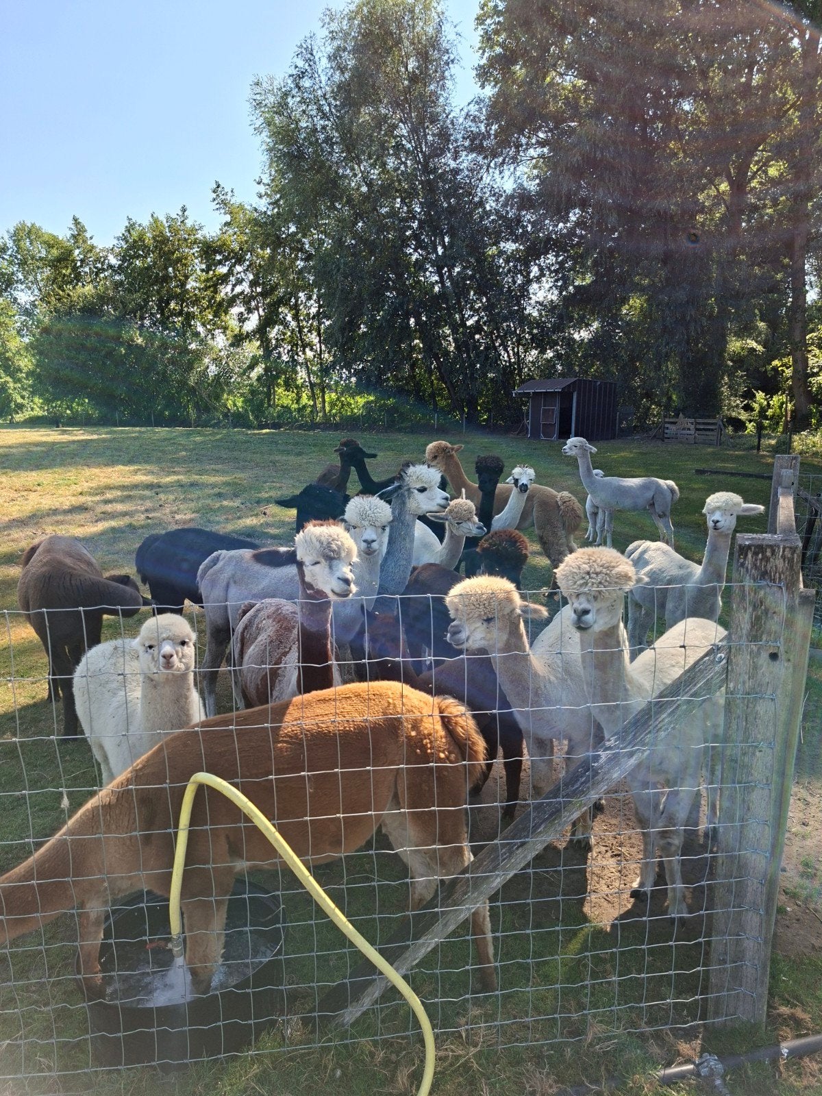 alpaca, Tickets en Kaartjes