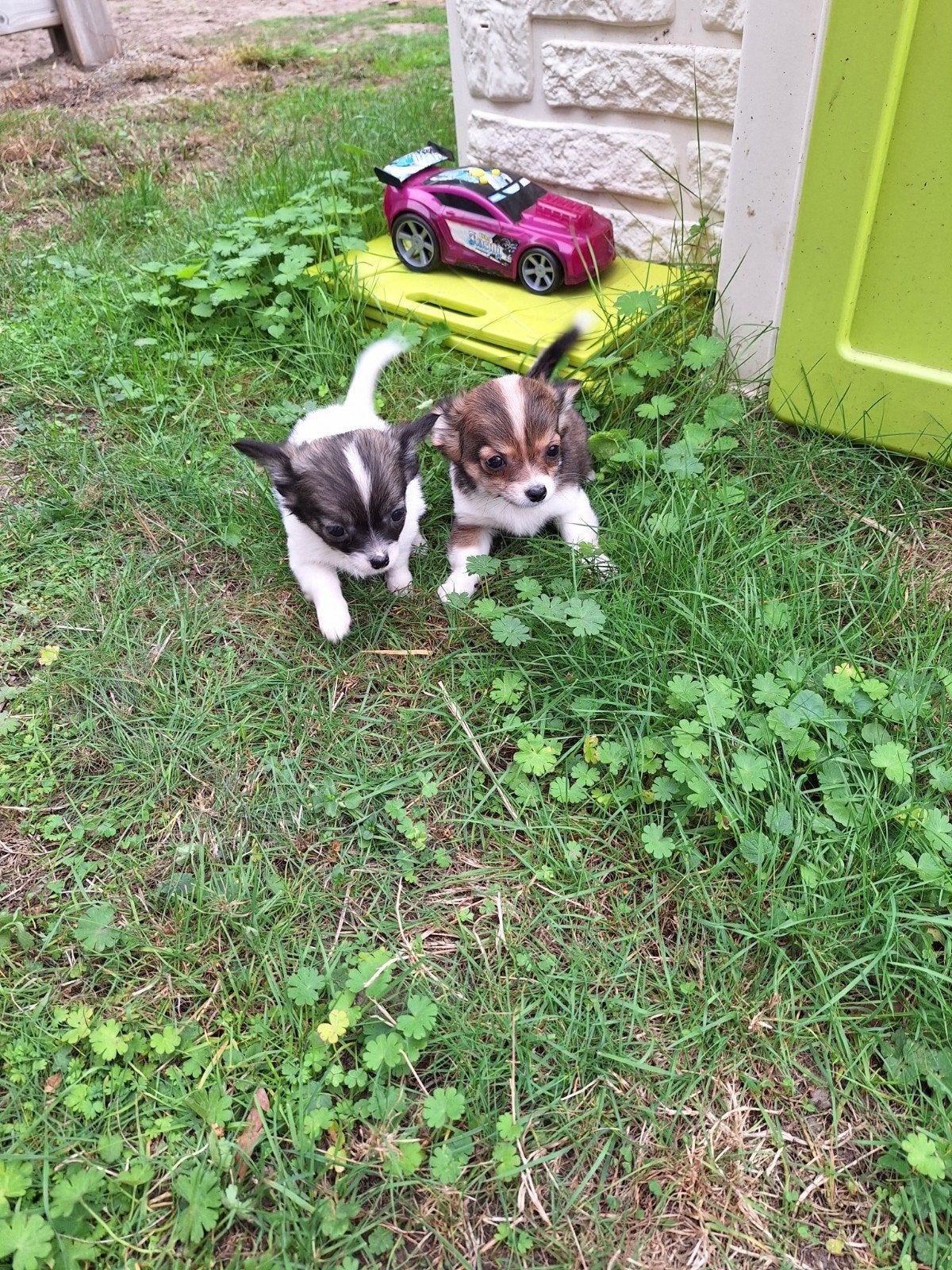 Chihuahua pups, Dieren en Toebehoren, België, CDV (hondenziekte), 8 tot 15 weken, Meerdere