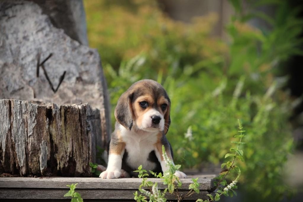 Chiots Beagle, parents dont l'ADN est contrôlé, Beagle, Maladie de Carré (chiens), Plusieurs, Belgique