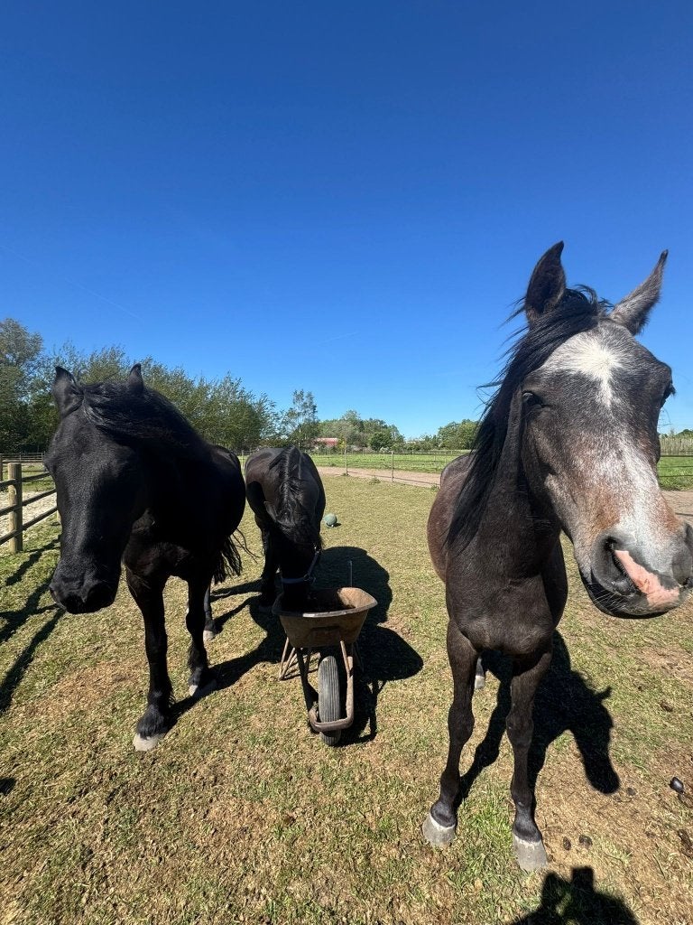 3 plekjes vrij op Paddock paradise, Dieren en Toebehoren, Stalling en Weidegang, Stalling, Weidegang