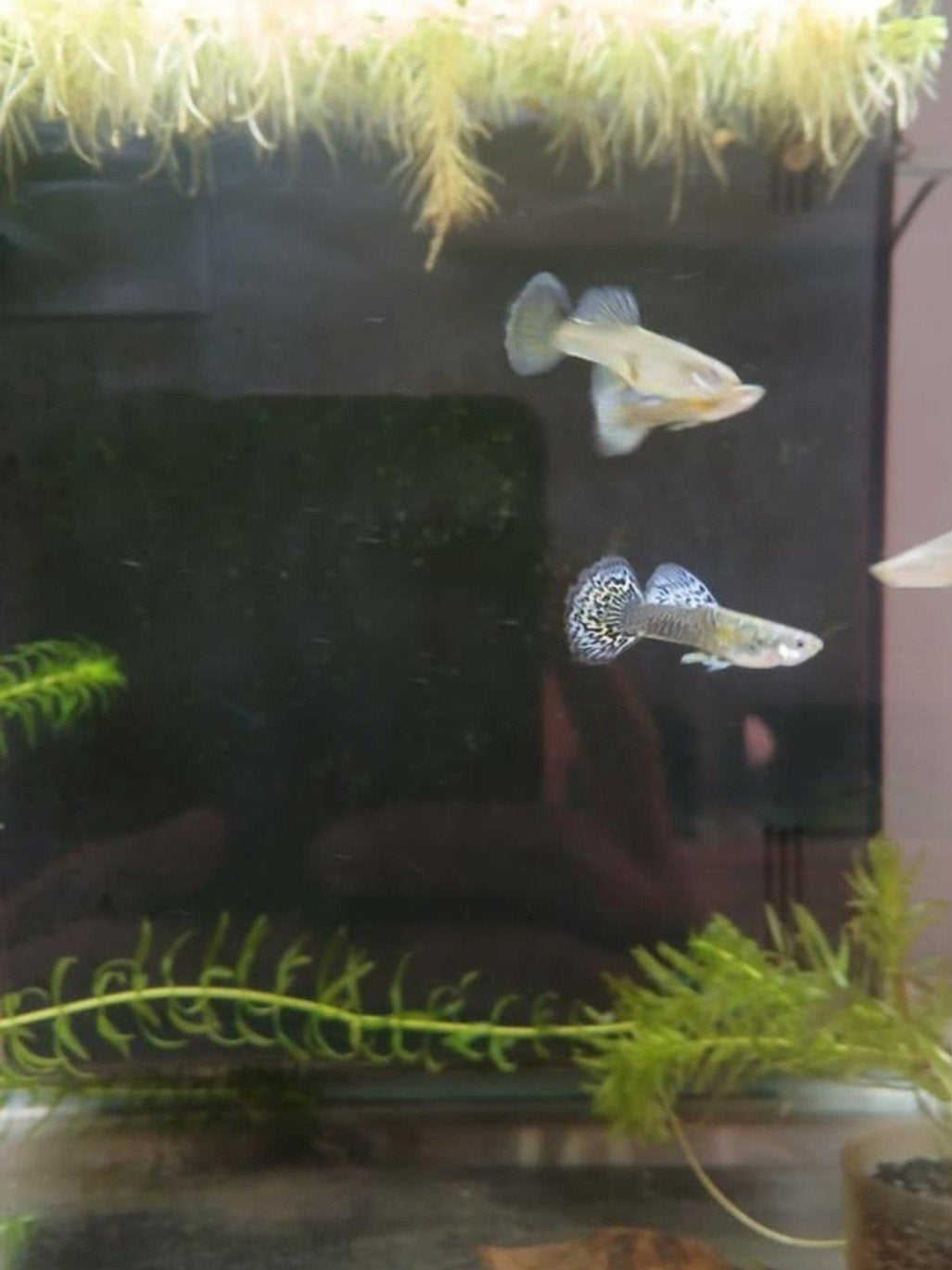 Platinum blue dragon ss halfmoon BP85🤜 (Vietnam), Dieren en Toebehoren, Vissen | Aquariumvissen