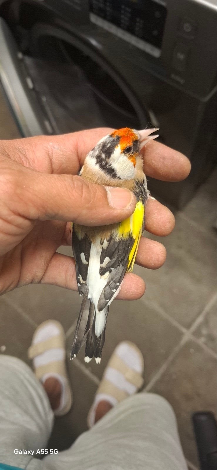femelle chardonneret avec bavette, Animaux & Accessoires, Oiseaux | Canaris, Femelle