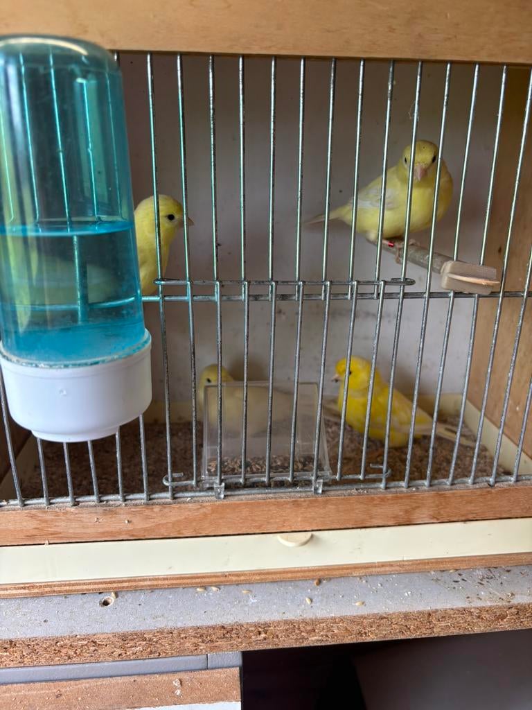 Gele kanaries, Dieren en Toebehoren