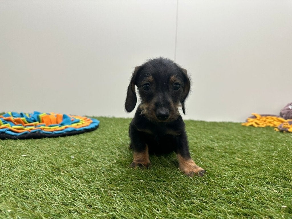 Ruwharige Dwergteckel pups, Parvo, België, 8 tot 15 weken, Dwerg
