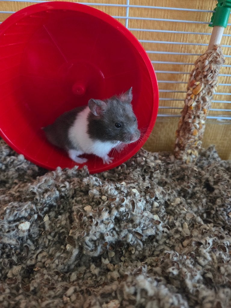 Gouden hamster laatste kleine reutje, Dieren en Toebehoren, Hamster, Mannelijk, Mei, Tam