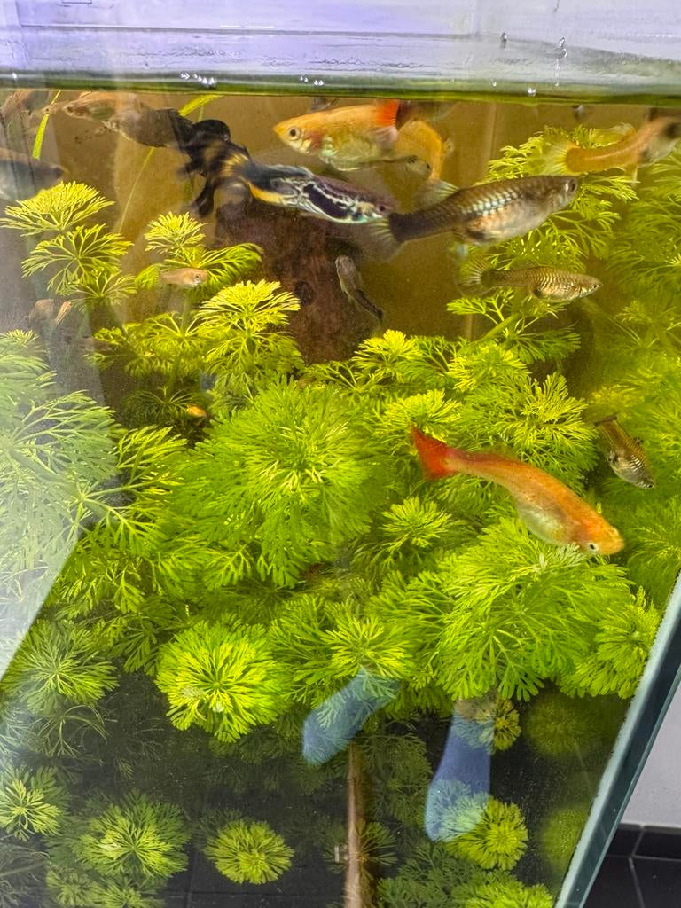 Guppies à vendre, Poisson, Poisson d'eau douce