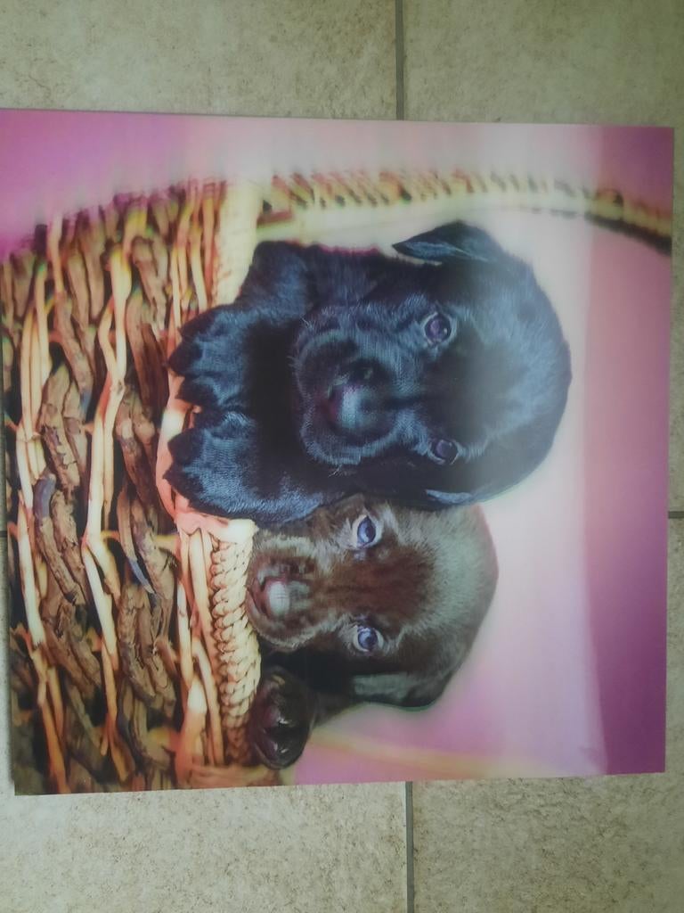 Canvas 2 honden, Verzenden