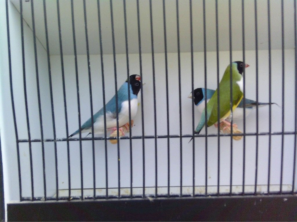 GOULDS BLAUW X SPLITBLAUW + PASTELMANNEN SPLITBLAUW, Dieren en Toebehoren, Tropenvogel, Geringd
