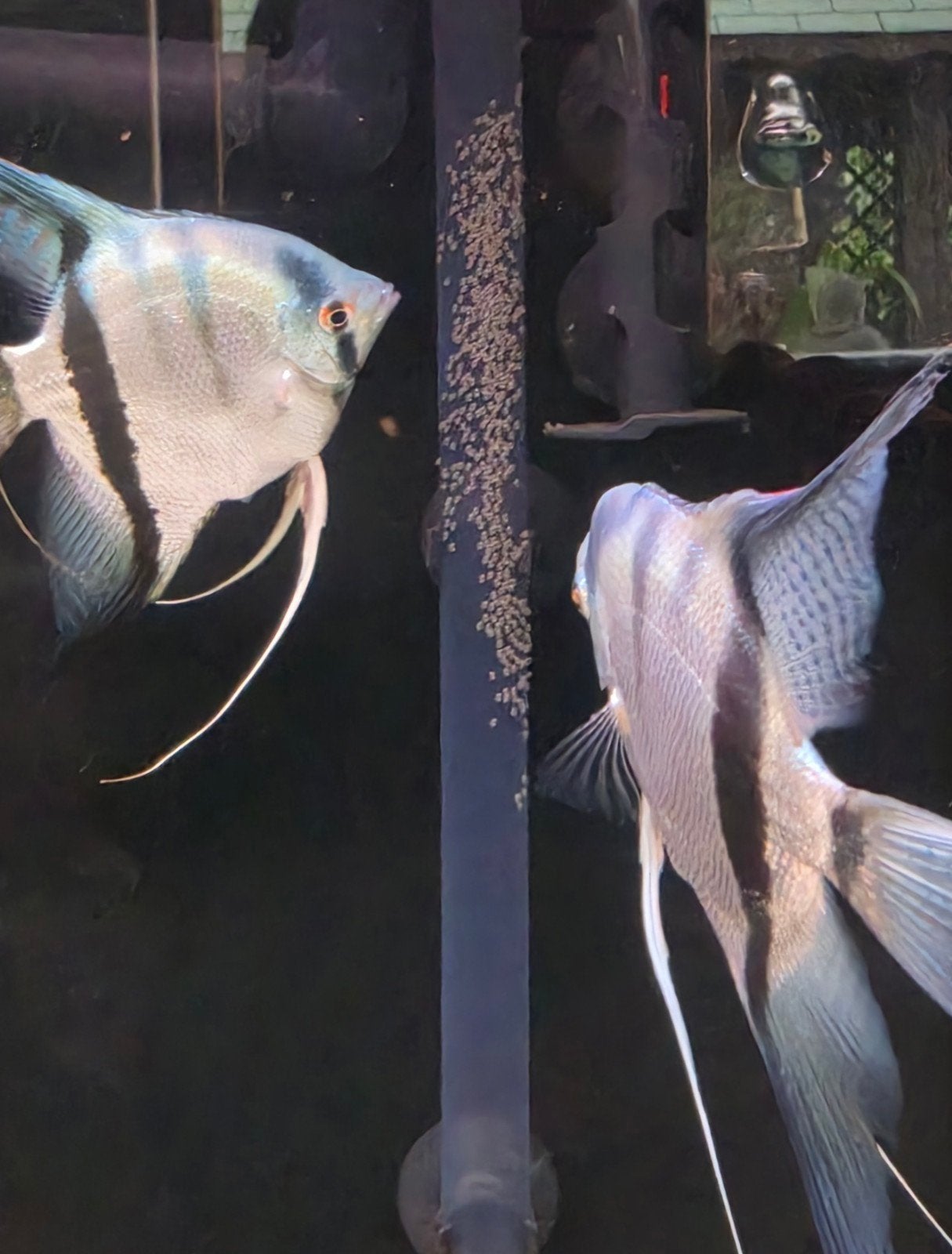 6x Maanvissen - scalare, Dieren en Toebehoren, Vis, Zoetwatervis, Schoolvis