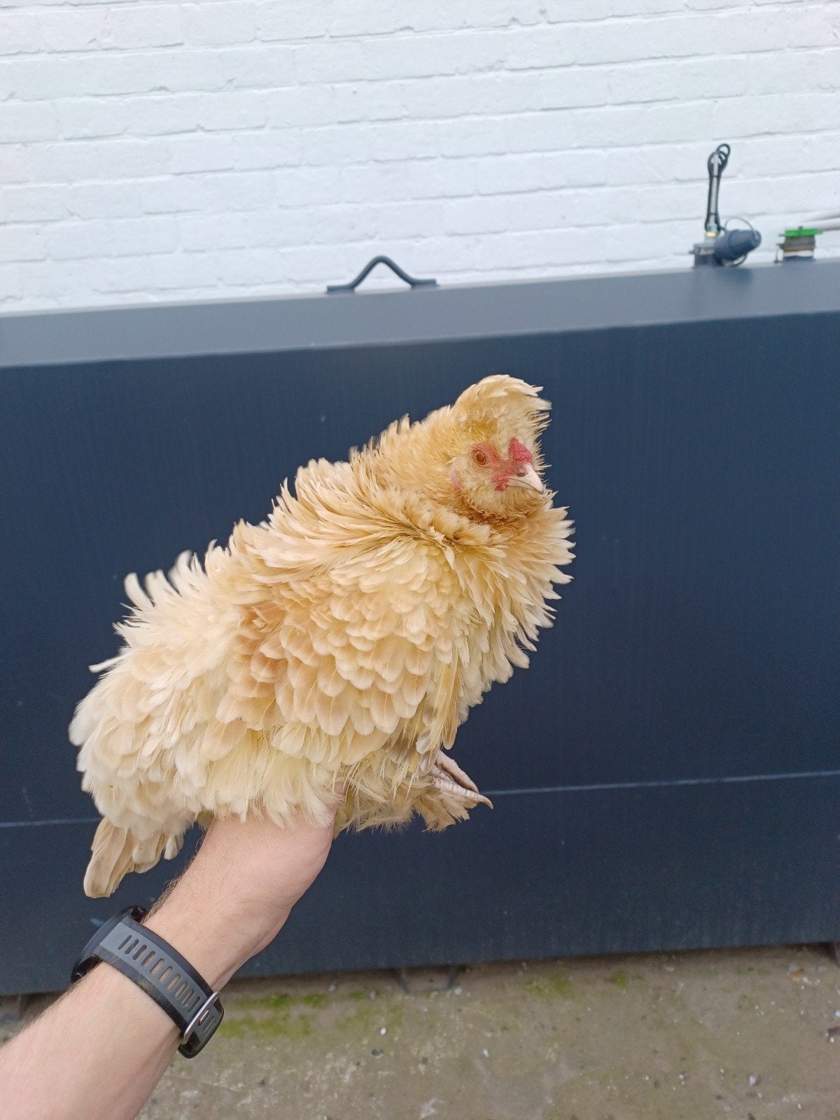kippen/kuikens(3maand) frizzle, krul, zijde, Dieren en Toebehoren, Kip