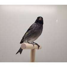 Hybriden, Mannelijk, Wildzangvogel, Geringd