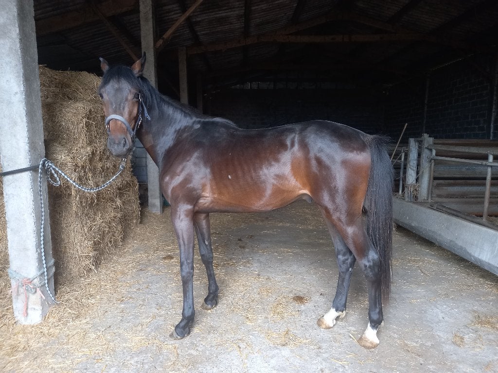 3 jaarse zangersheide ruin 3750 euro, Animaux & Accessoires, Chevaux, Z, Hongre, Avec pedigree, 160 à 165 cm