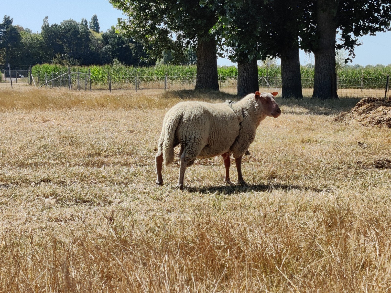 Rouge de l'ouest dekram