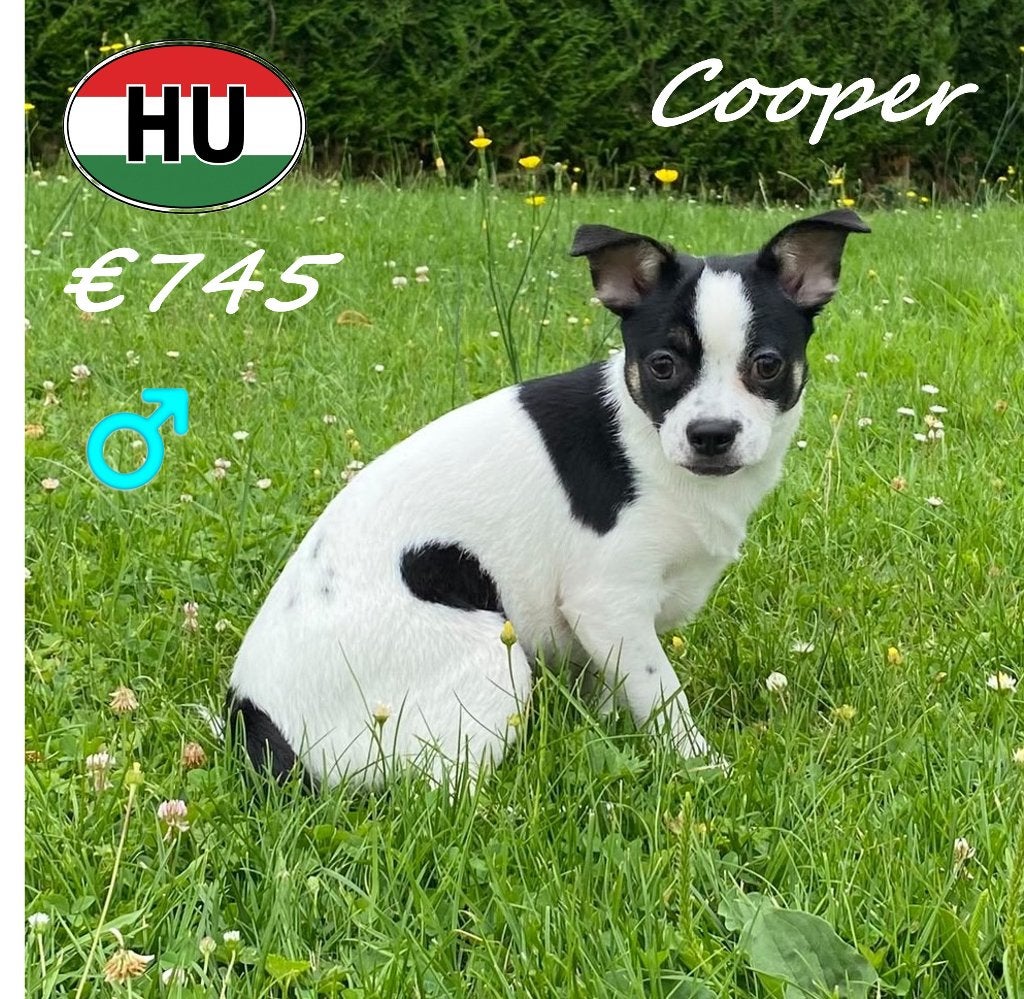 Cooper, X Chihuahua, een kleine avonturier, Dieren en Toebehoren, Honden | Chihuahua's en Gezelschapshonden, Reu, Overige rassen