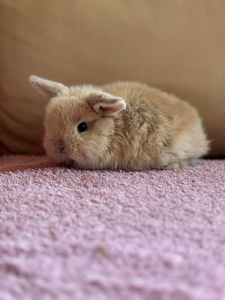 Raszuivere Minilop ram, Dieren en Toebehoren, April, Mannelijk, Overige typen, Tam