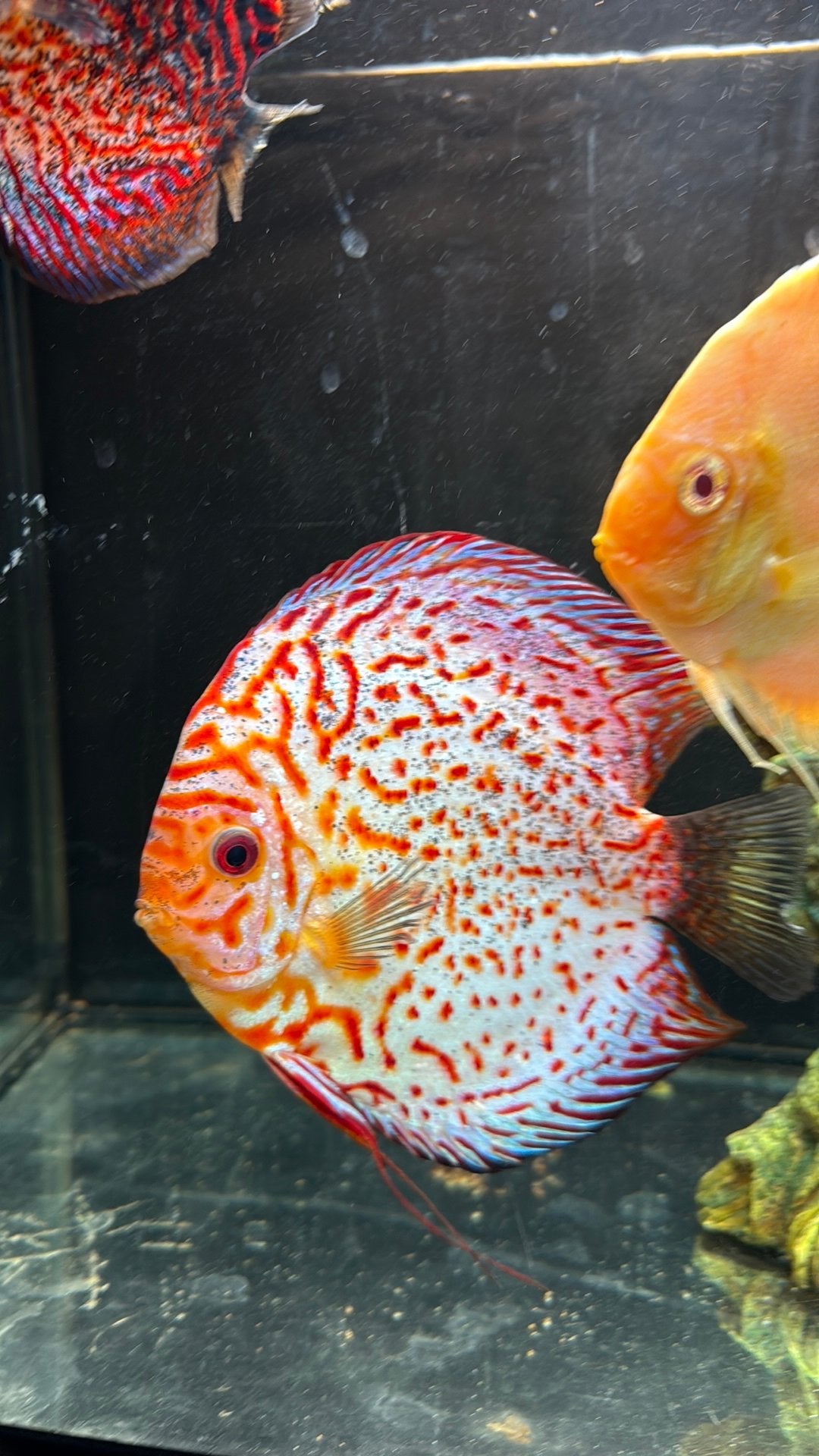 Gezocht: Aquariumspullen, Ophalen, Verwarming, Eheim