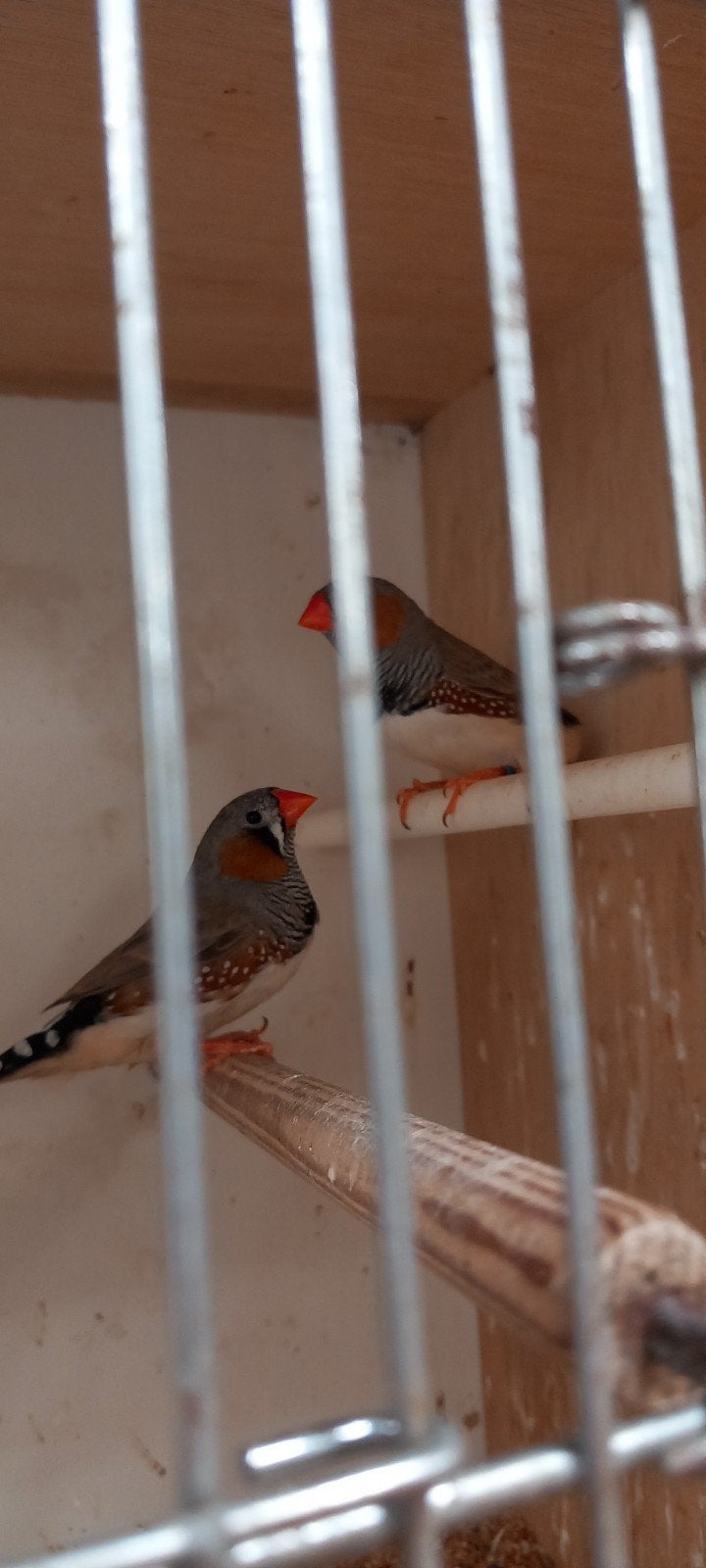 zebravink mannetjes, Dieren en Toebehoren, Mannelijk, Overige soorten
