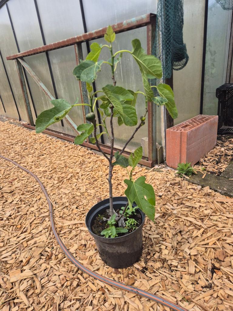 Vijgenboompjes, Tuin en Terras, Planten | Fruitbomen, Ophalen