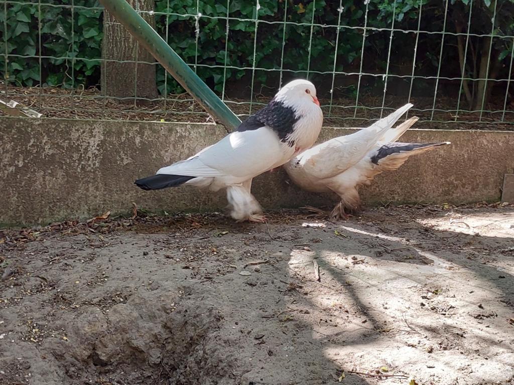 Gentse kroppers, sierduiven, rasduiven, Dieren en Toebehoren, Vogels | Duiven, Meerdere dieren, Kropper